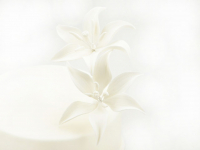 Feinzucker Blüten Tiger Lily White 2er