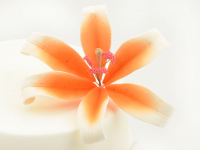 Feinzucker Blüte Lily white orange spray