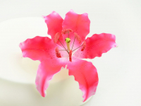 Feinzucker Blüte Lily dark pink spray